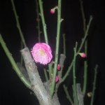 探究虛榮心強的人